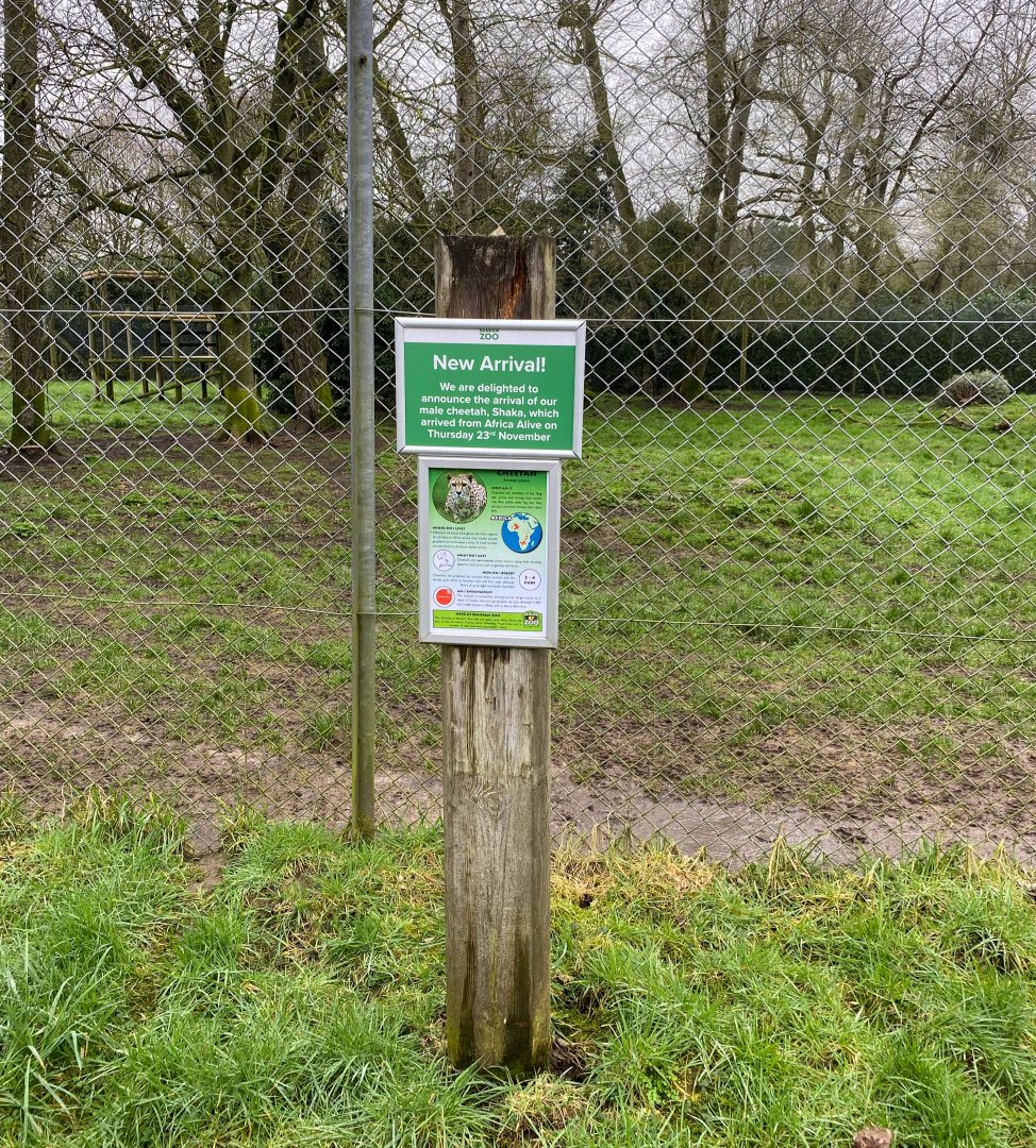 Cheetah arrival notice, Banham zoo, UK