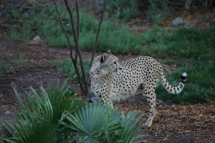 cheetah at 6:56am