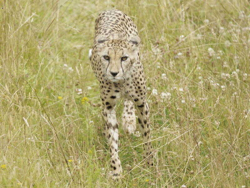 Cheetah at Chester