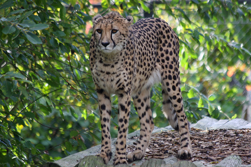 Cheetah at Colchester 21/10/08
