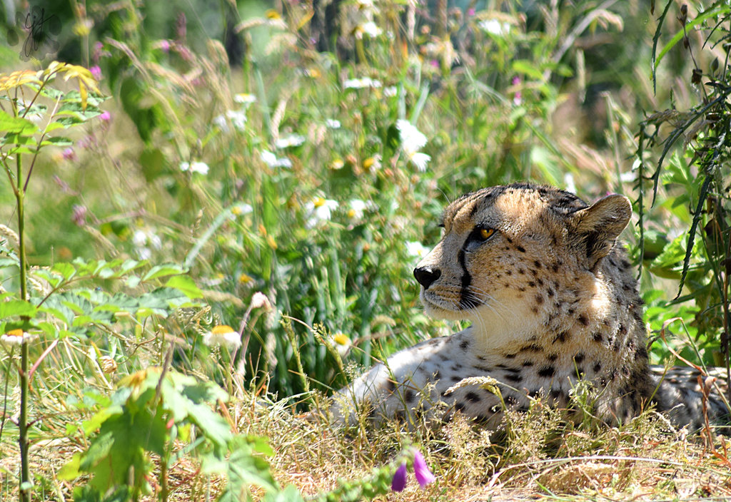 Cheetah at Dartmoor Zoo