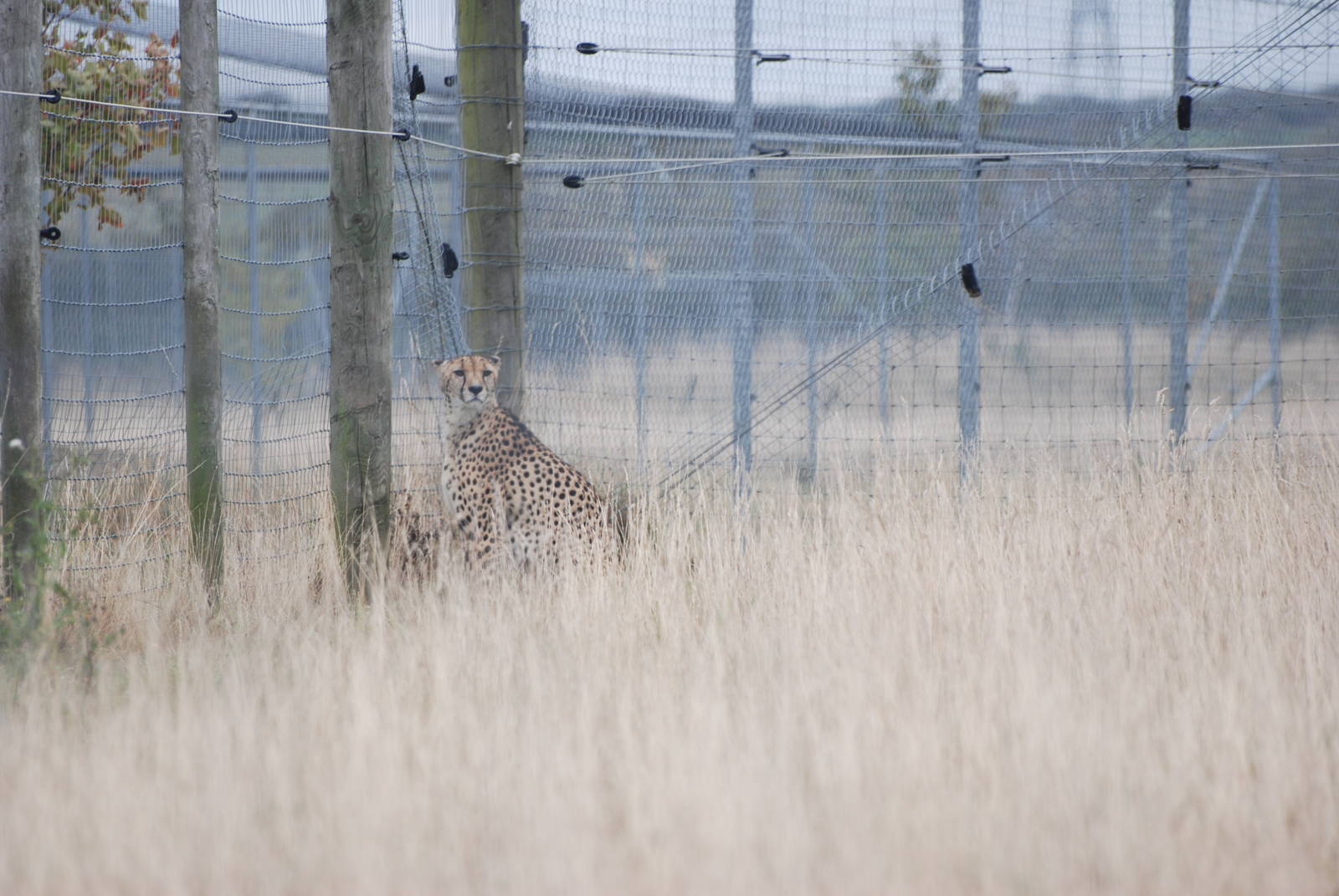 Cheetah at Hamerton, 08/10/11