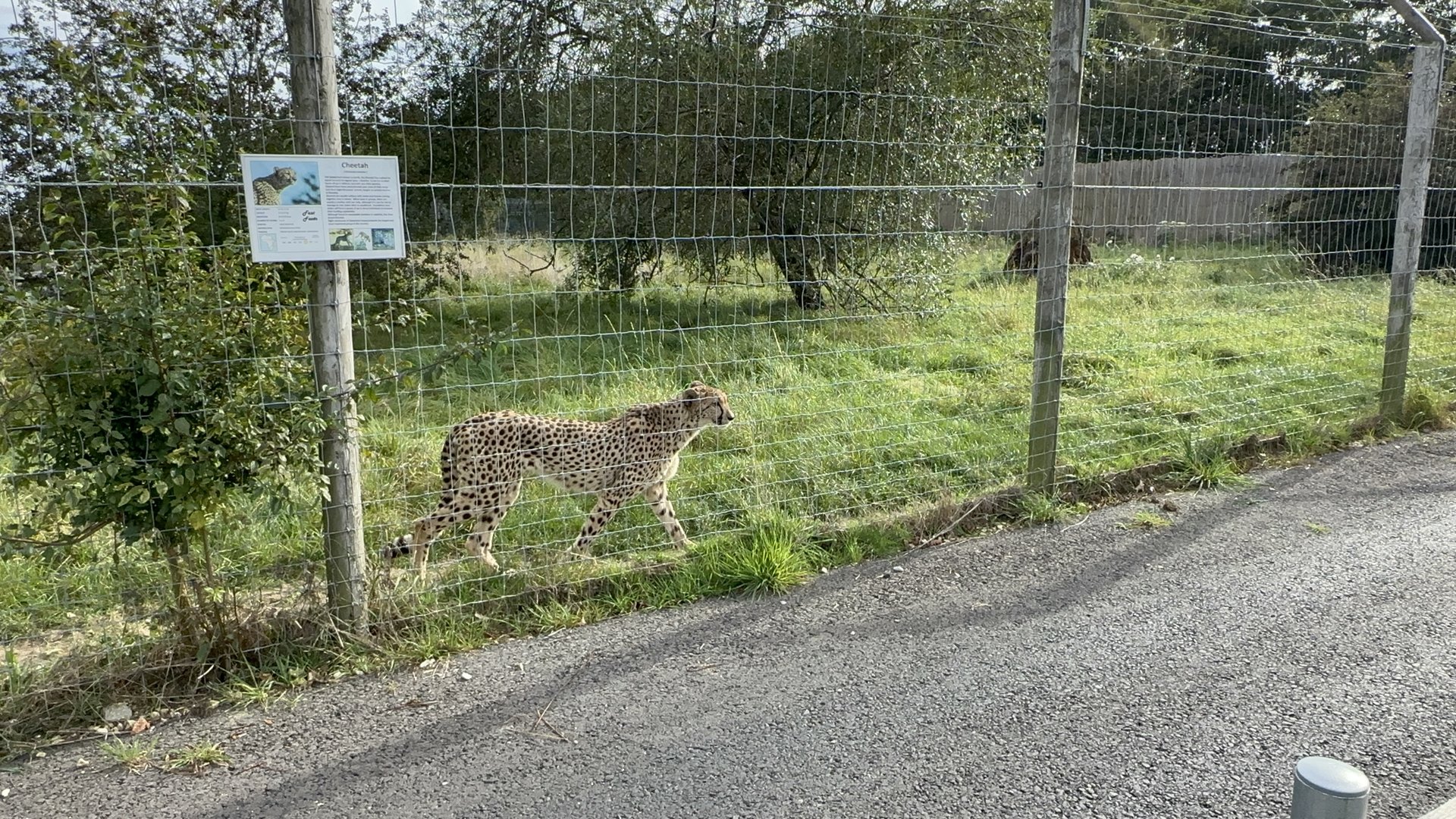 Cheetah at Hamerton Zoo Park (October 2023)