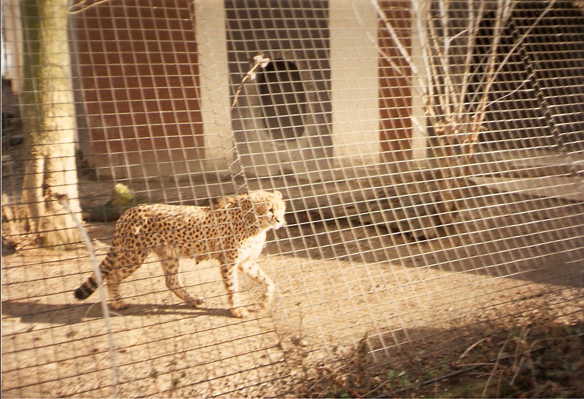 Cheetah at London Zoo, 15 February 1987