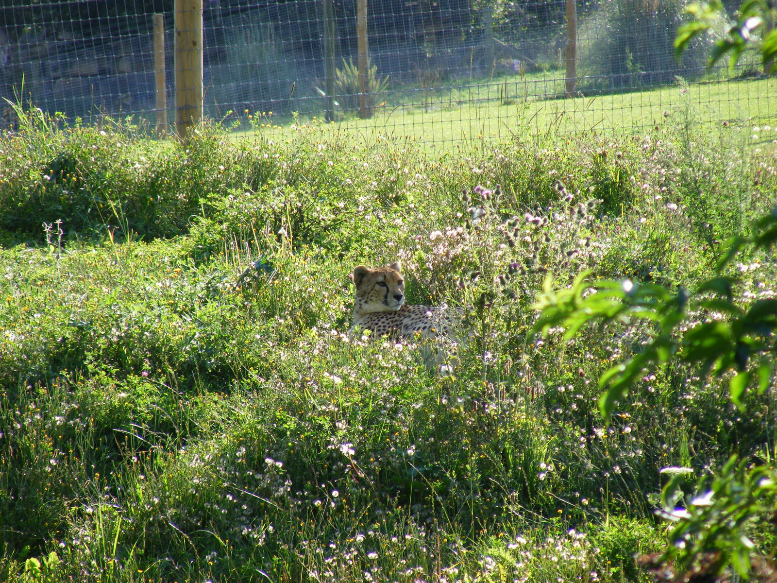 Cheetah at Marwell Wildlife on 28 August 2011