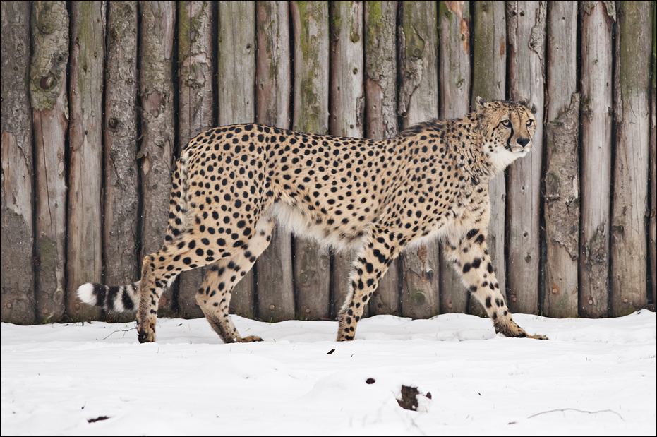 Cheetah at Münster