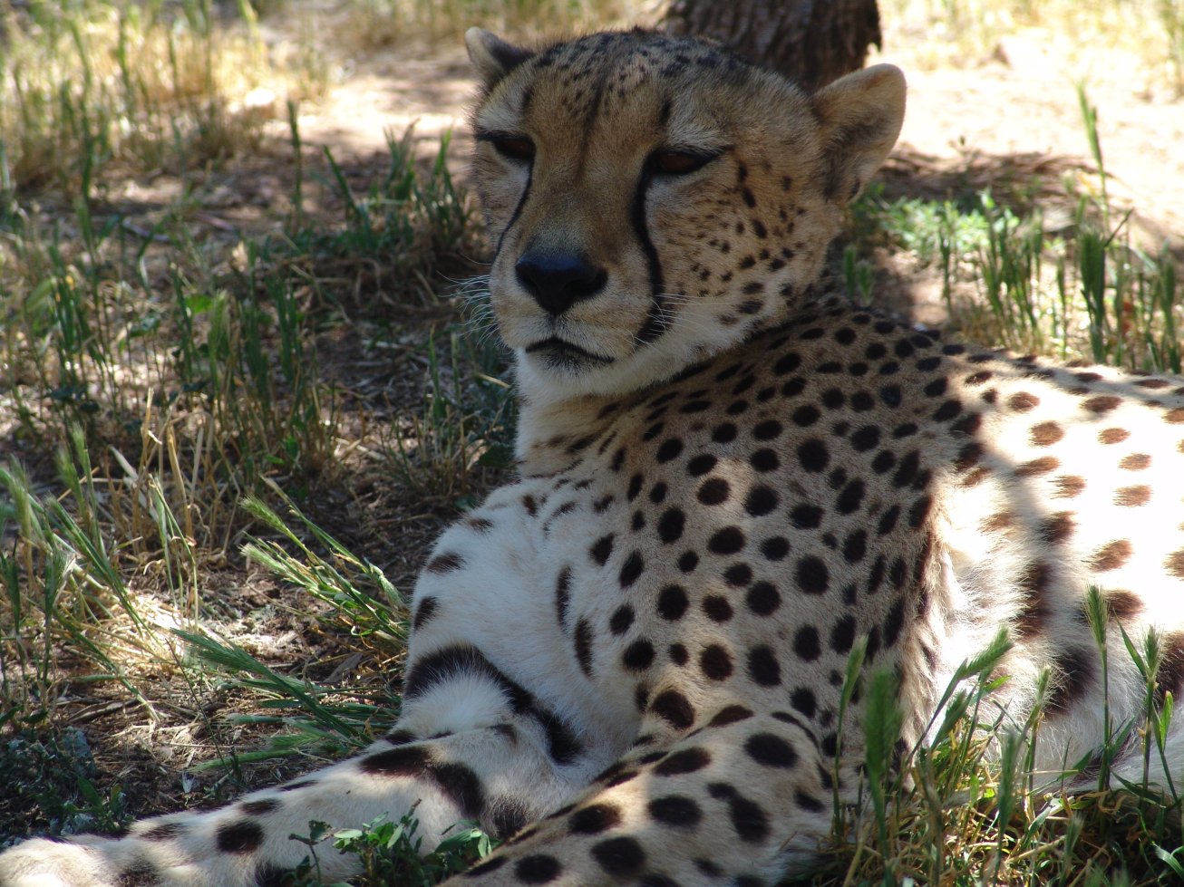 Cheetah at National Zoo