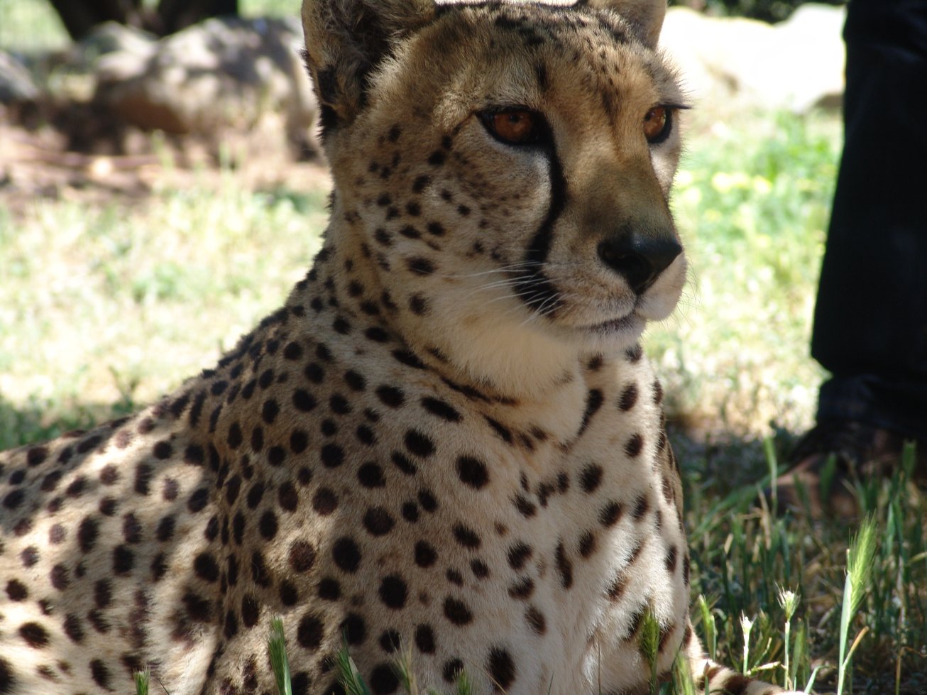 Cheetah at National Zoo