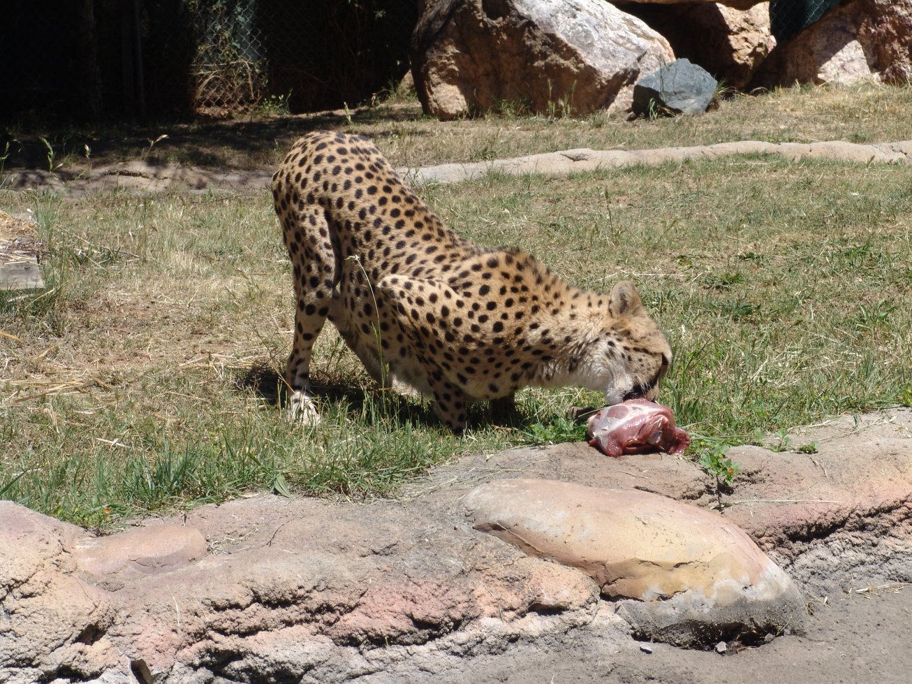 Cheetah at National Zoo