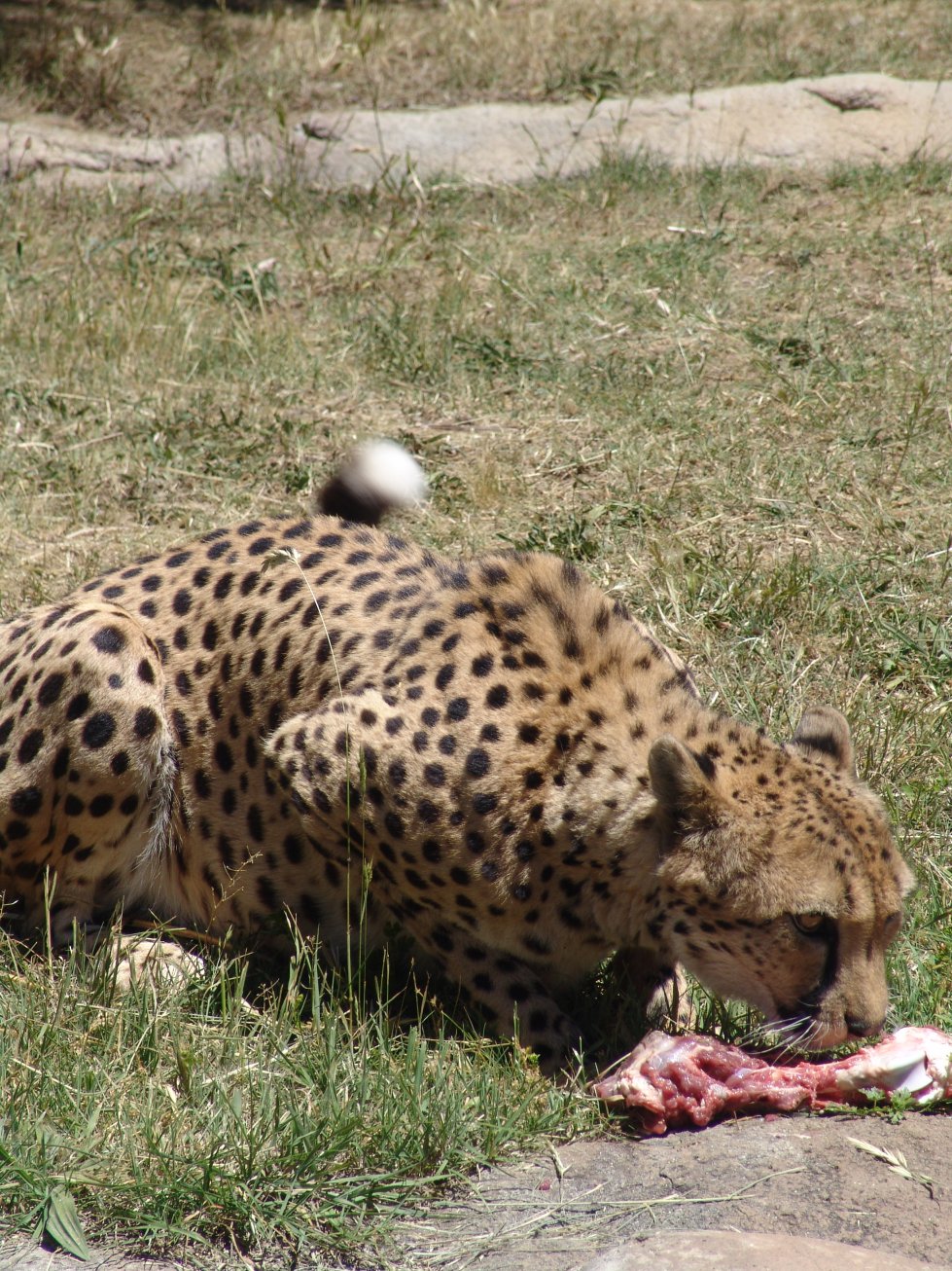 Cheetah at National Zoo