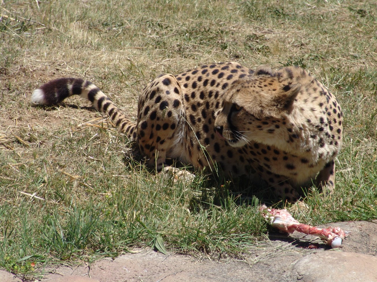 Cheetah at National Zoo