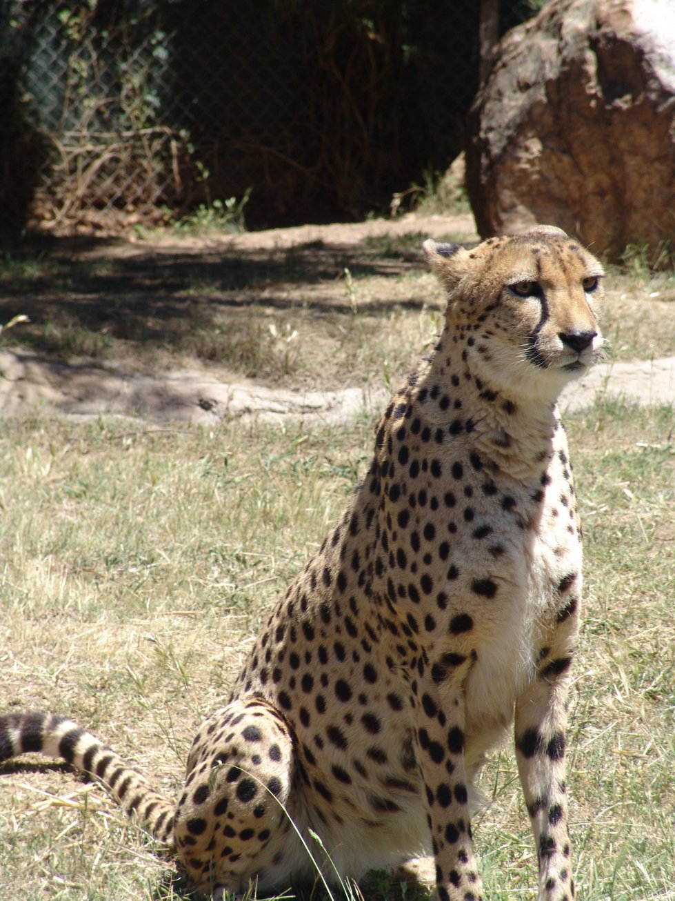 Cheetah at National Zoo