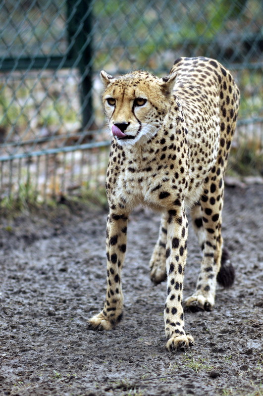 Cheetah at Opelzoo