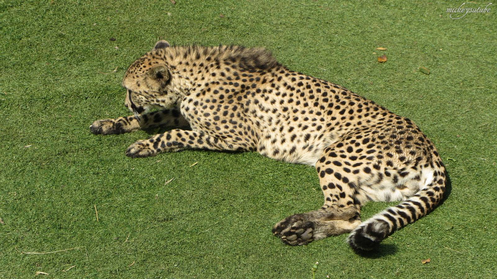 Cheetah At Paradise Wildlife Park