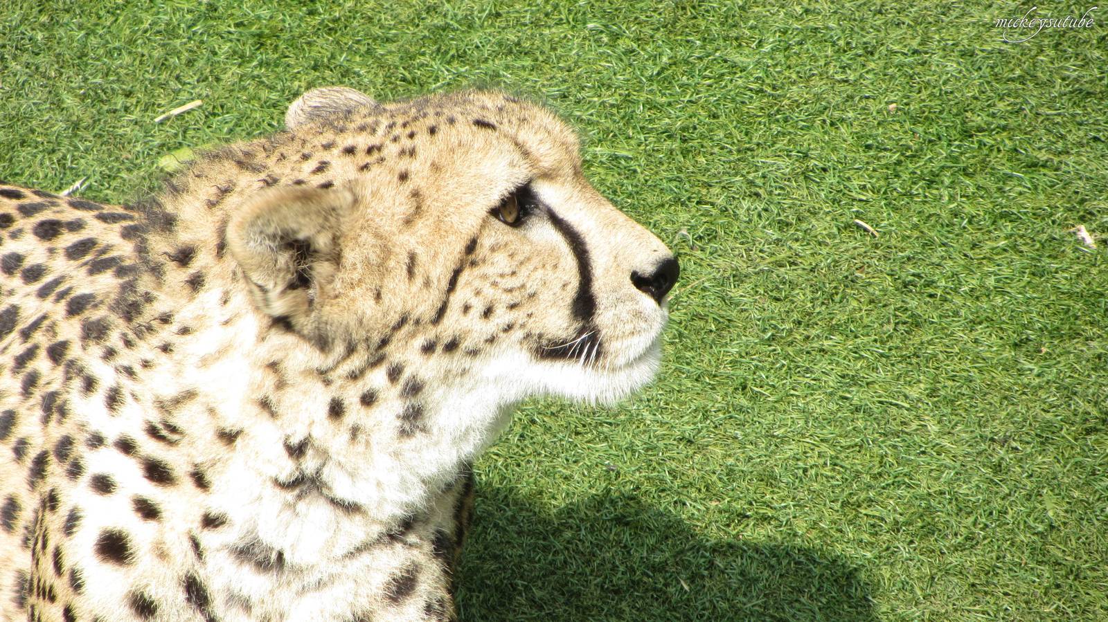 Cheetah At Paradise Wildlife Park