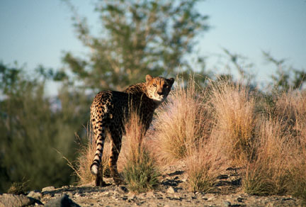 cheetah at The Living Desert
