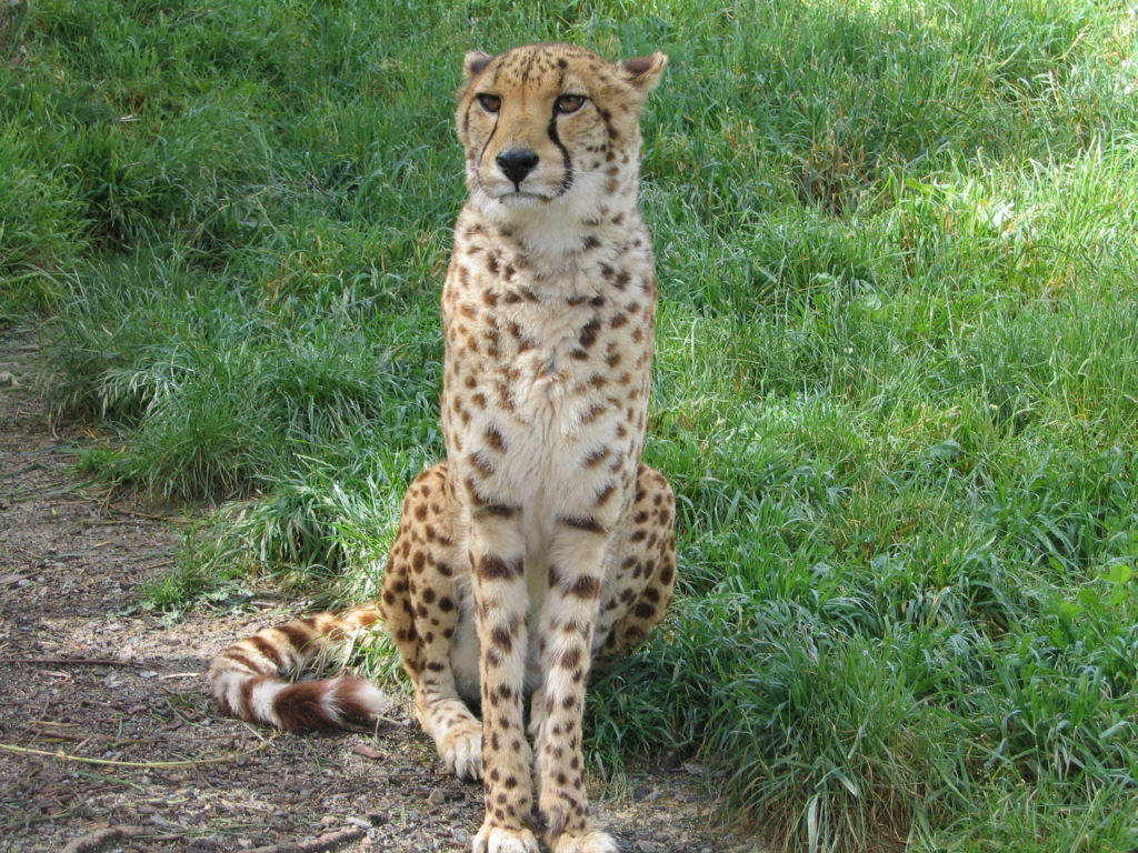 Cheetah at Wellington Zoo