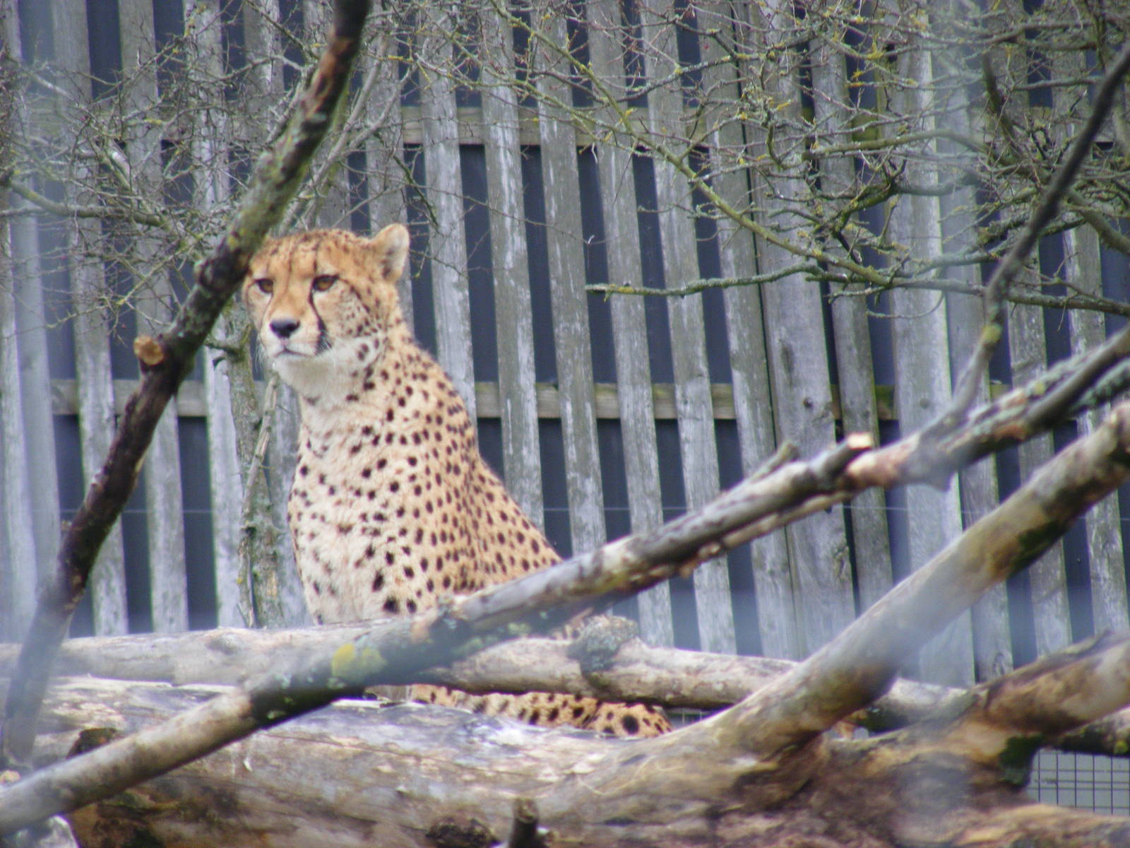 Cheetah at West Midland Safari Park, 13 February 2010
