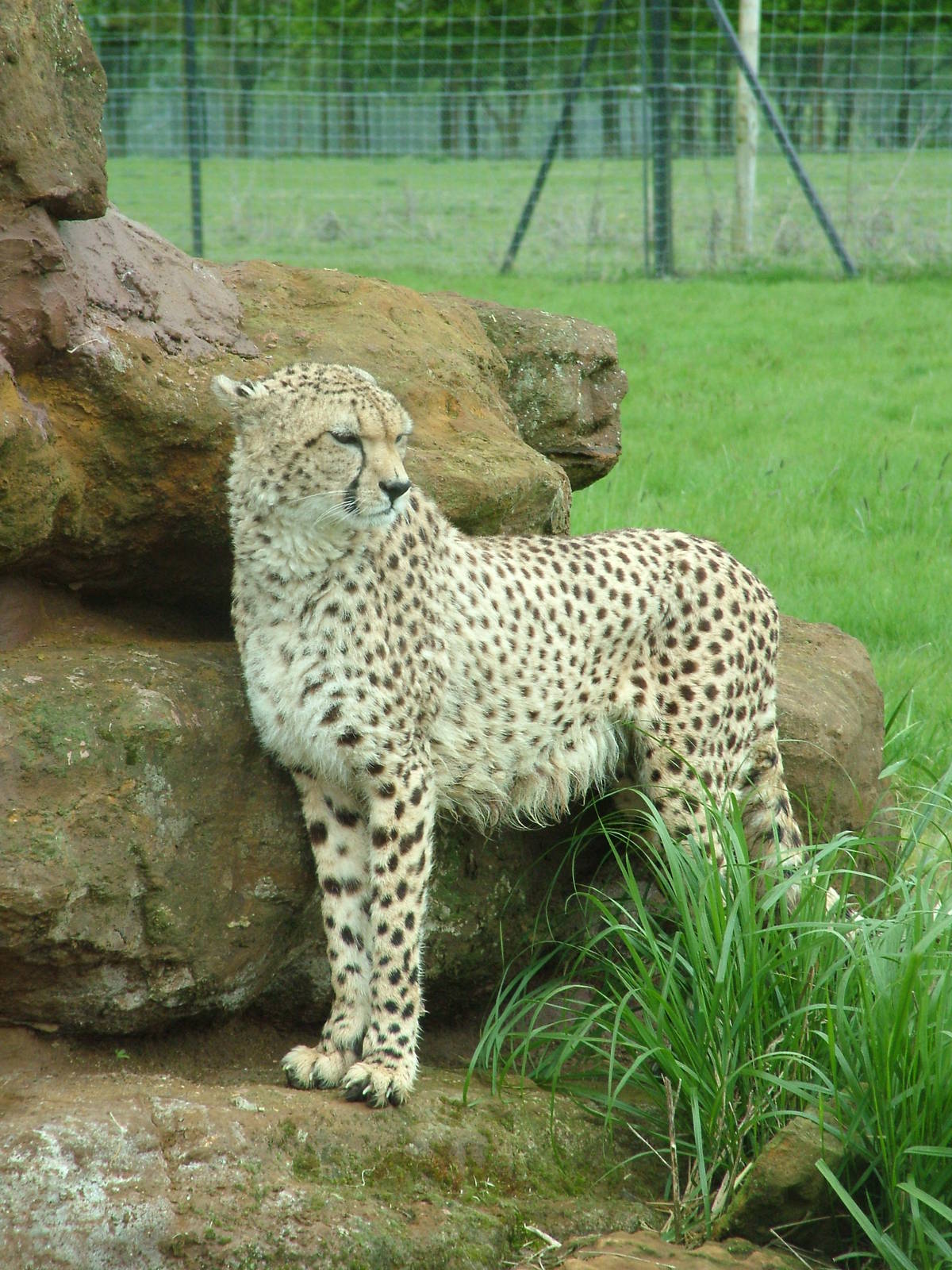 Cheetah at Whipsnade 08/05/10