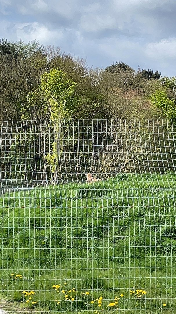 Cheetah at YWP