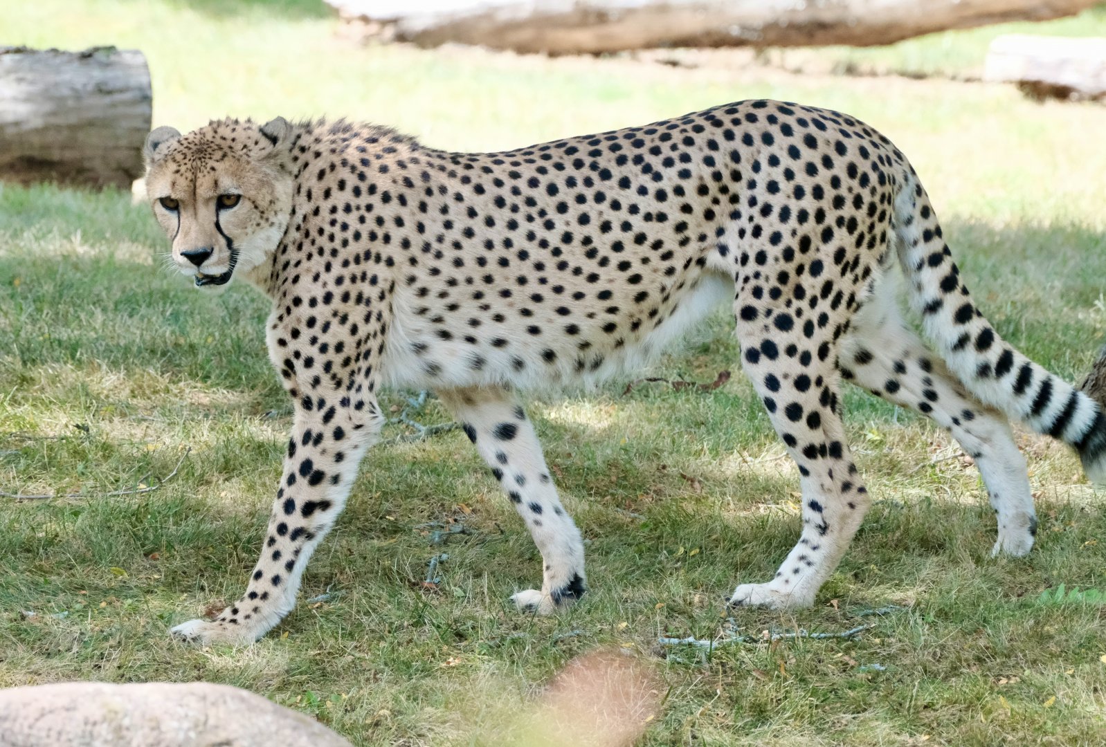 Cheetah - August 18, 2025