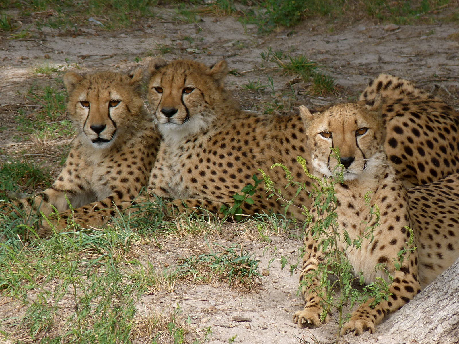 Cheetah - August 2014