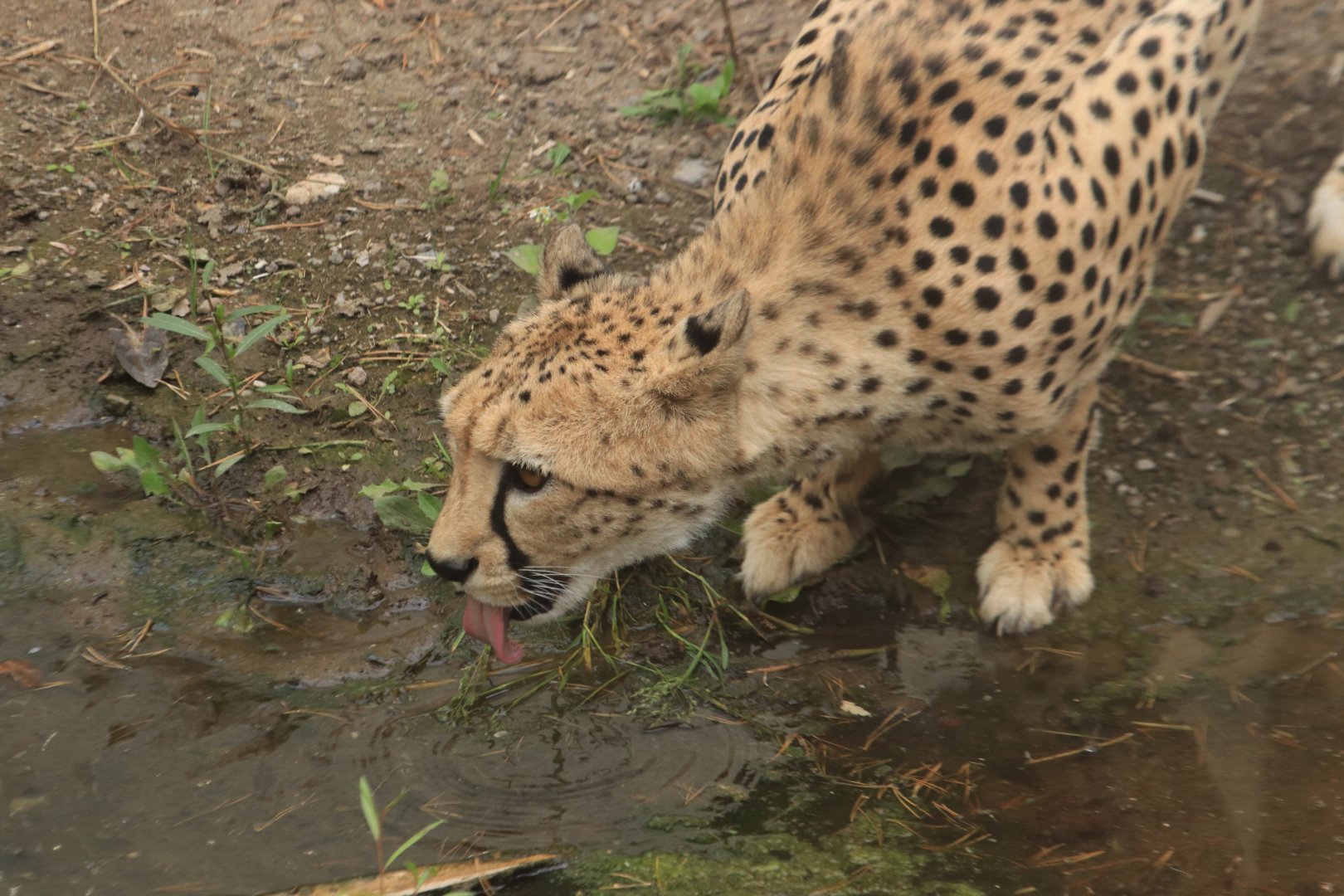 Cheetah (August 2019)