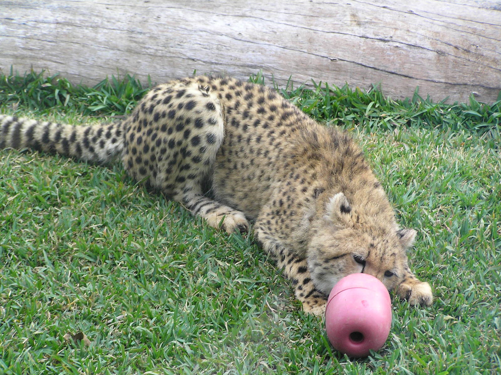 Cheetah - Austrailia zoo 05