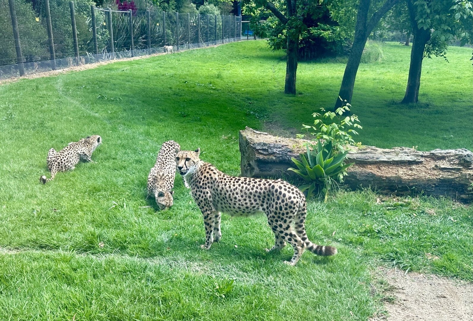 Cheetah (Bachelor Coalition)