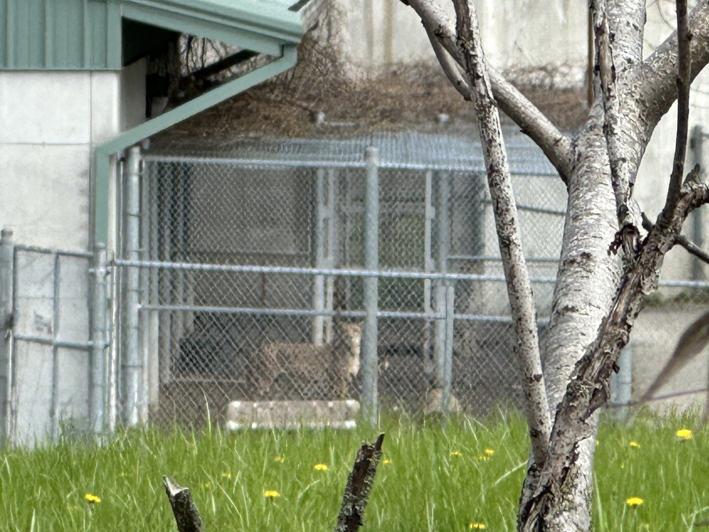 Cheetah Behind the Scenes