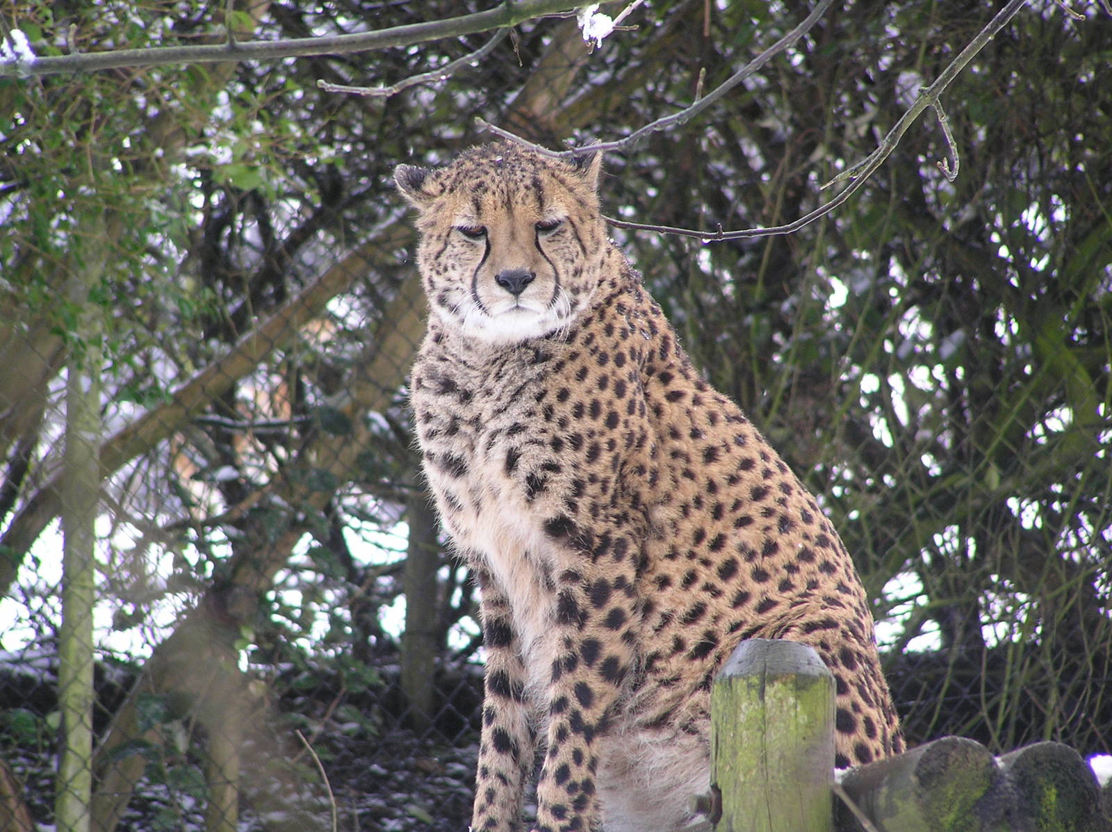 Cheetah - Belfast