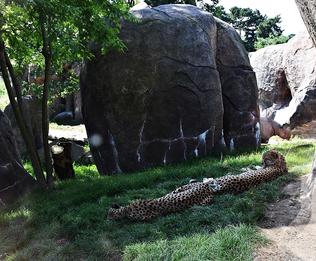 Cheetah & Black Rhinoceros