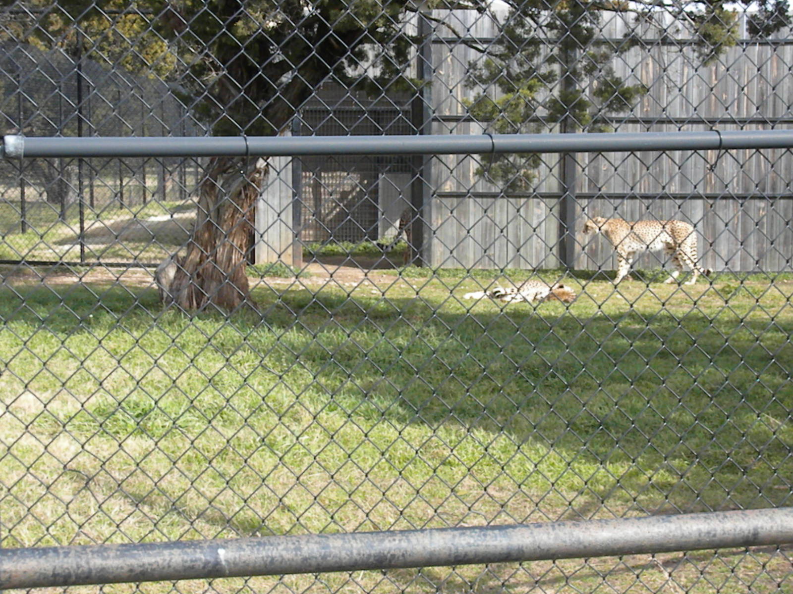 Cheetah Breeding Center