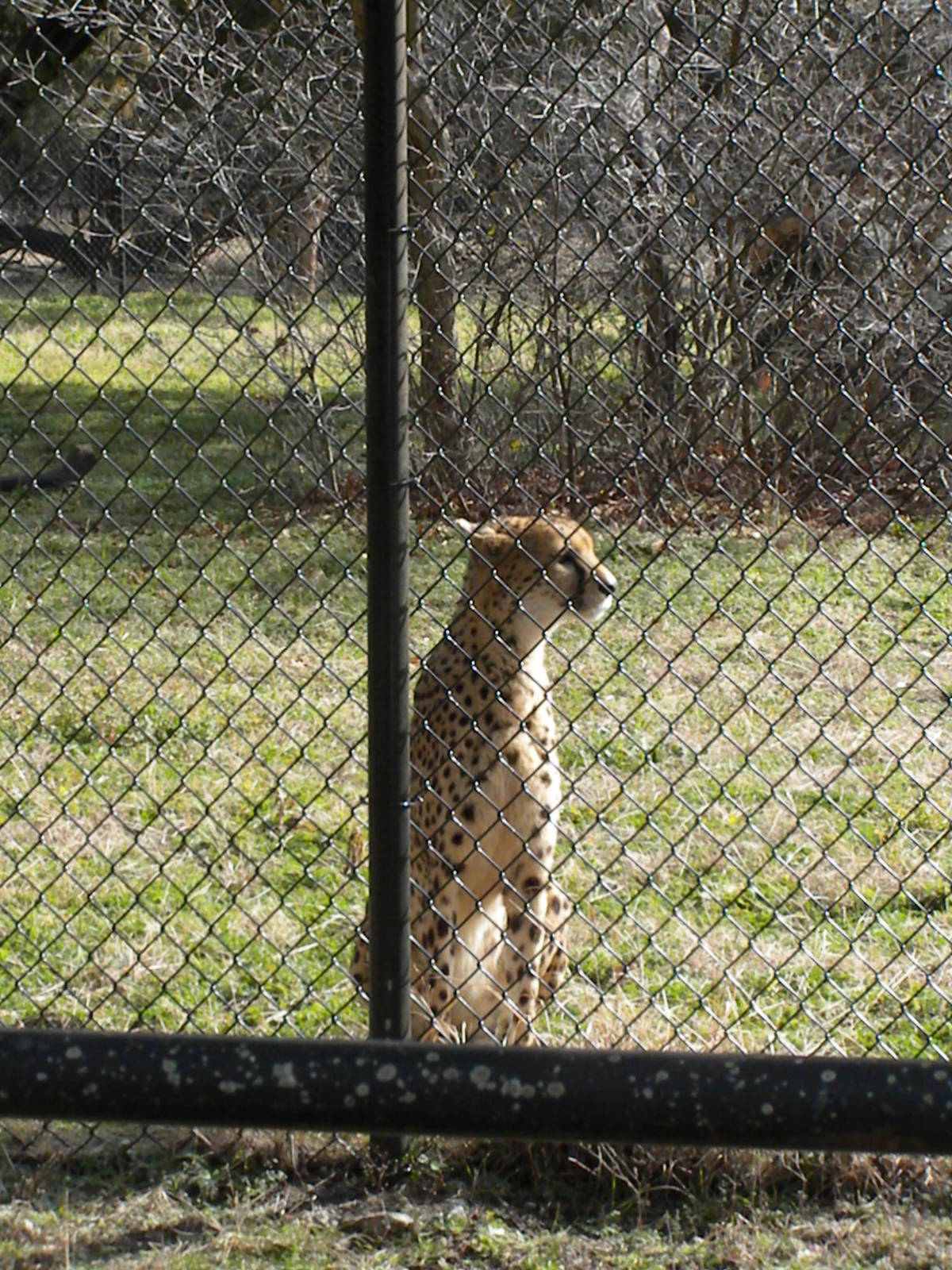 Cheetah Breeding Center