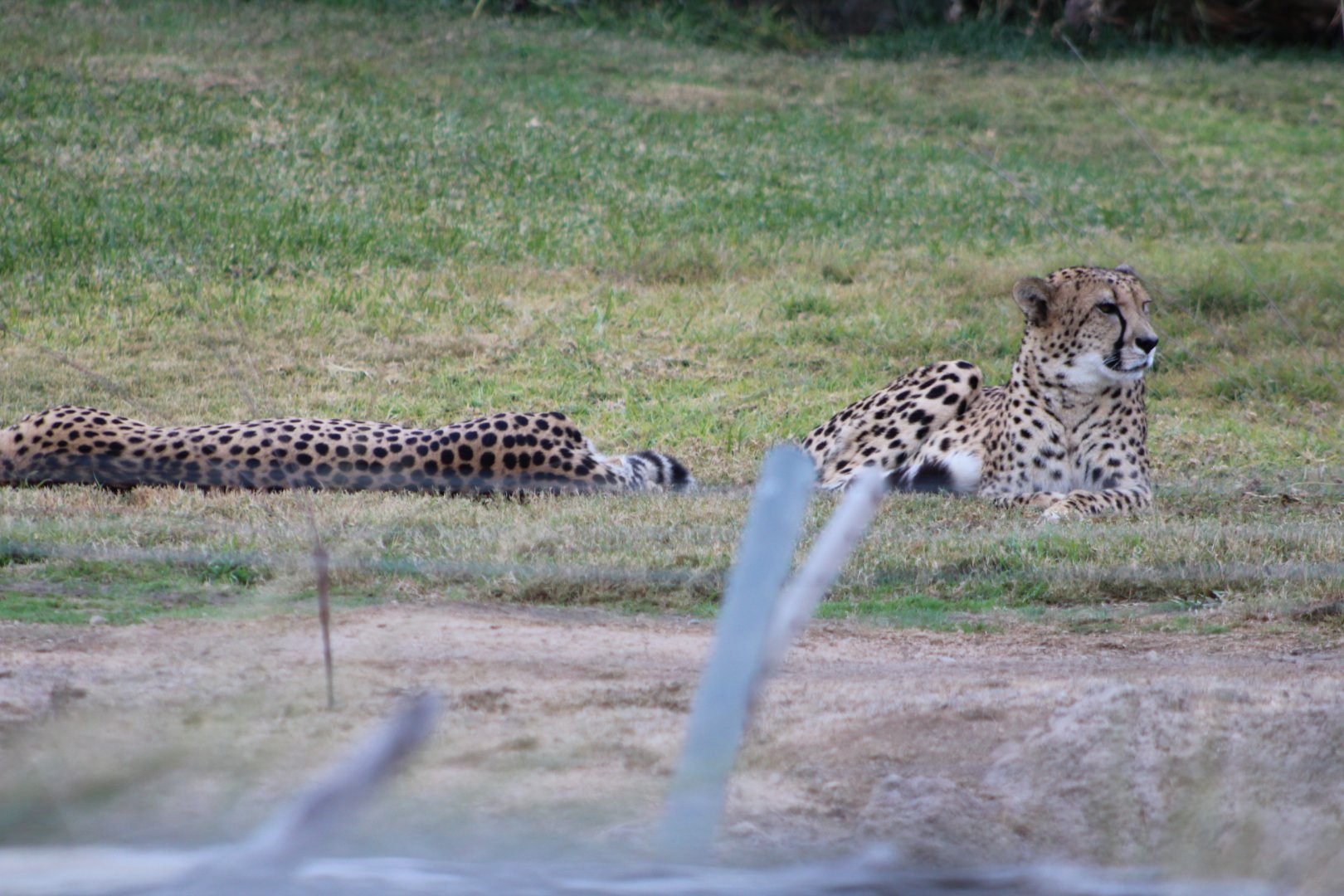 Cheetah Brothers at Rest