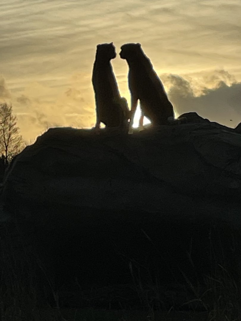 Cheetah Brothers at Sunset