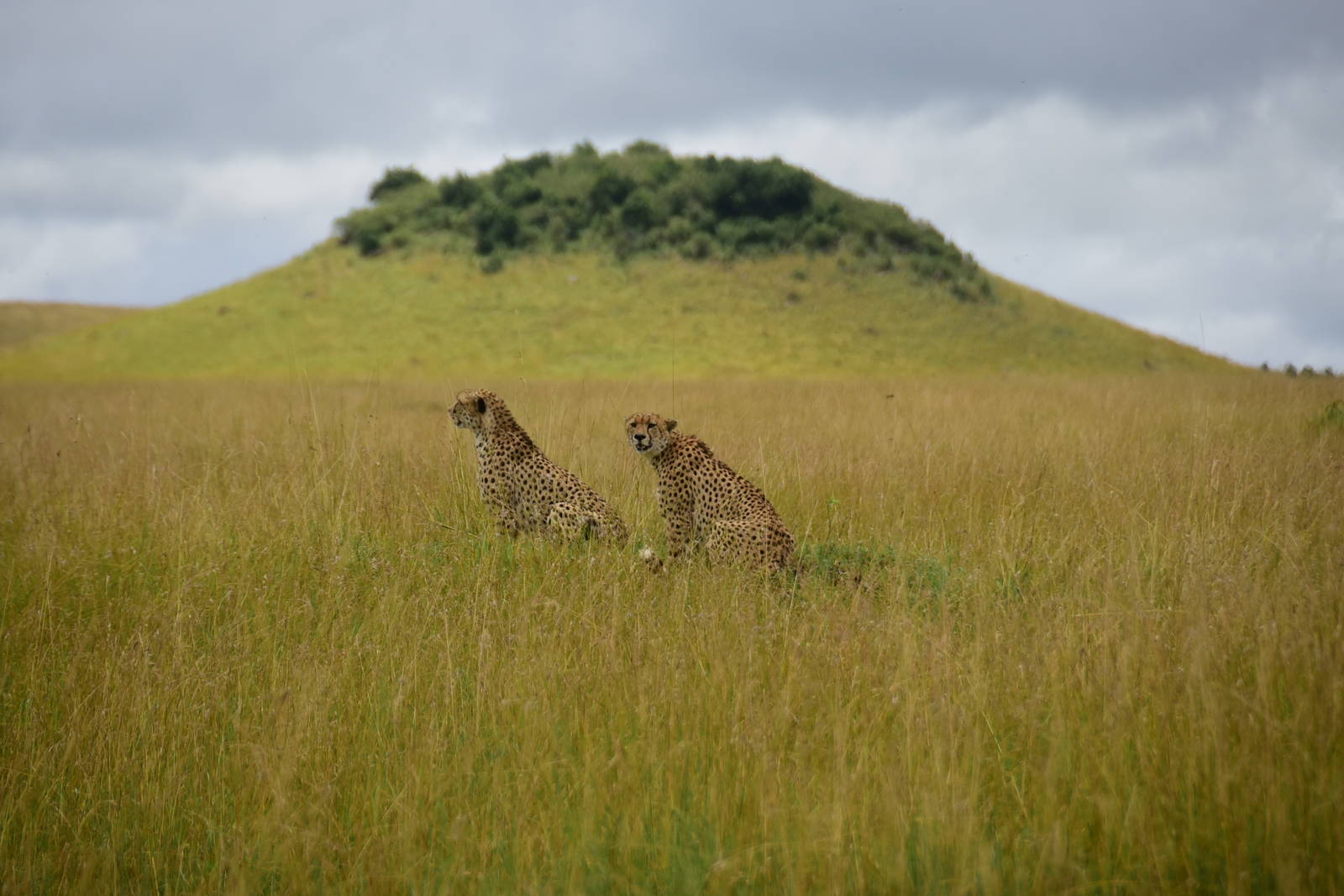 Cheetah Brothers - Mara/Serengeti Kenya/Tanzania Border