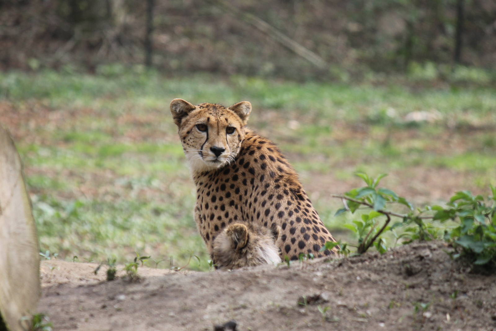 Cheetah, Burgers' Safari