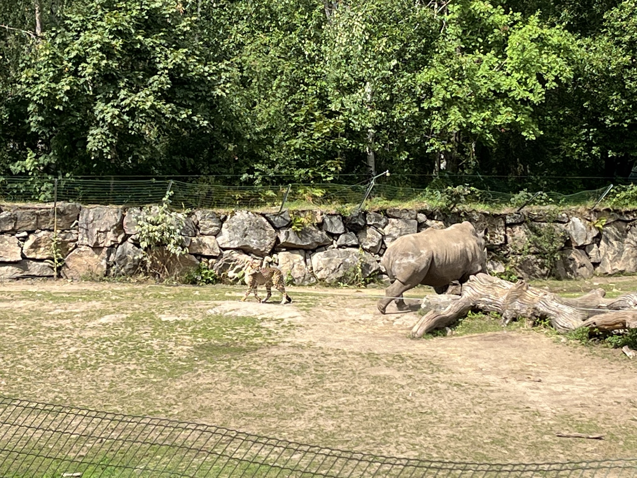 Cheetah calmly stepping away from charging White Rhino