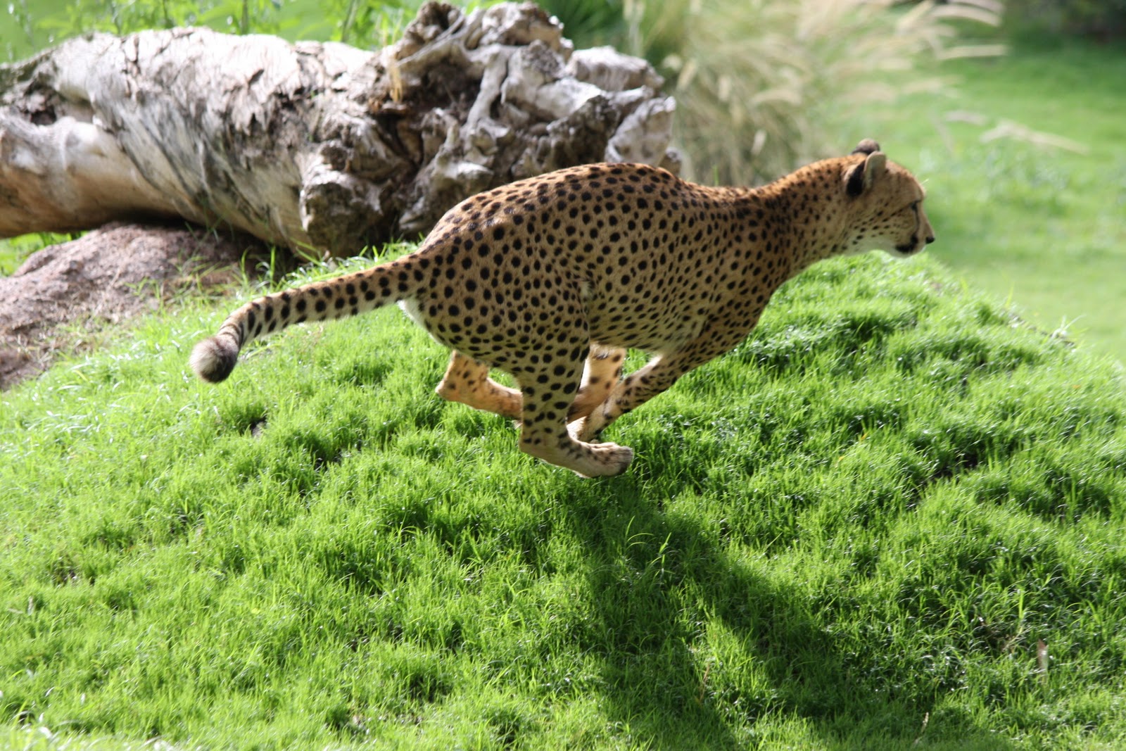 Cheetah Chase