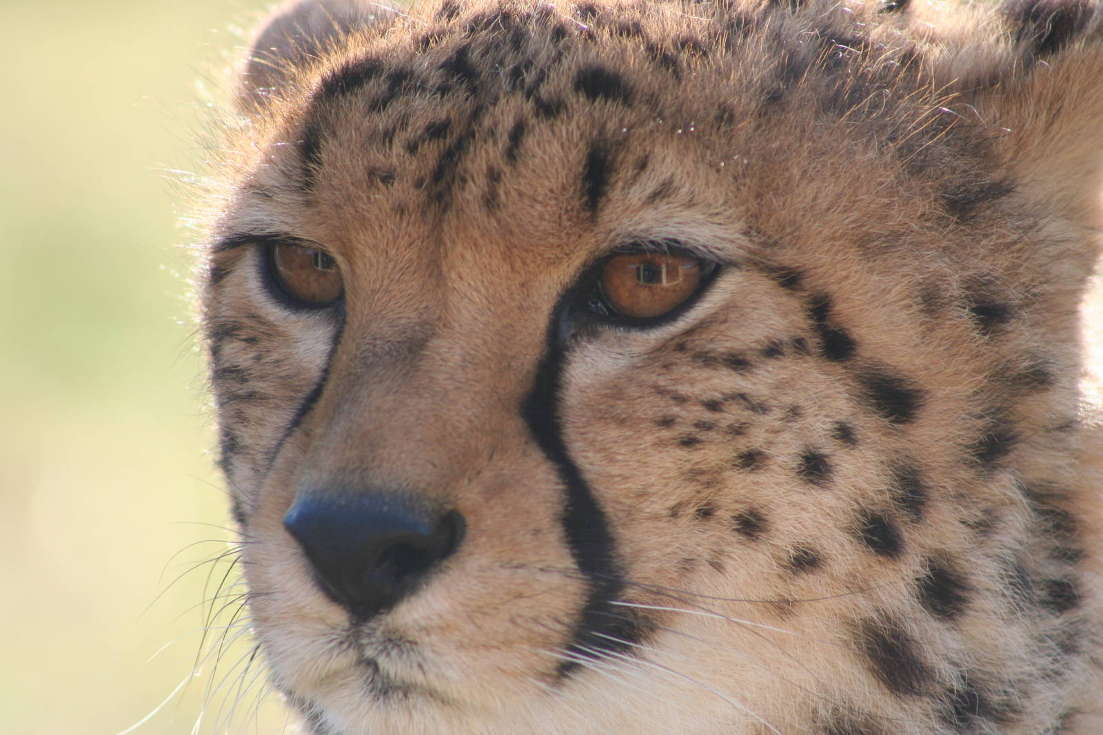 Cheetah @ Chester; 07.02.09