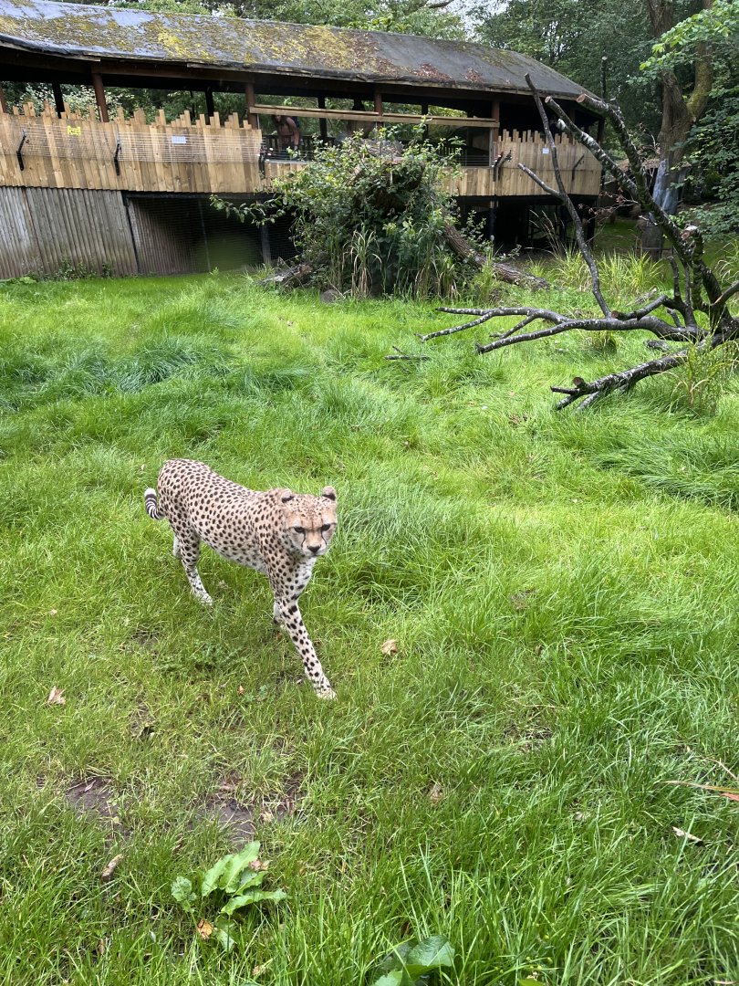 Cheetah “Cleo” 25.8.24