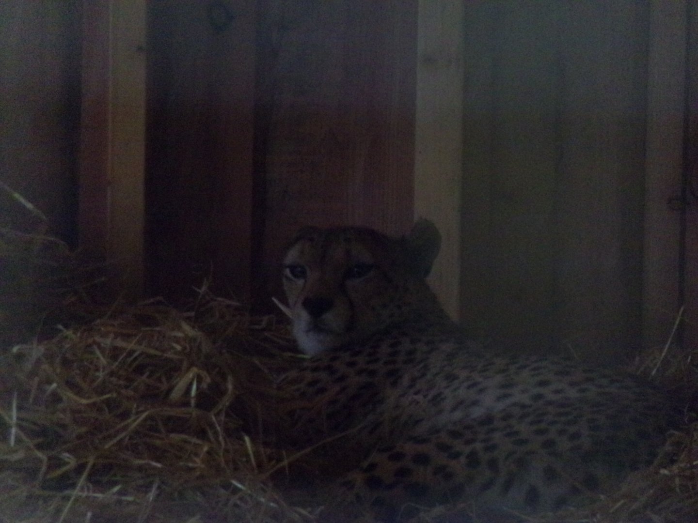 Cheetah “Cleo” (RIP) 25.8.24