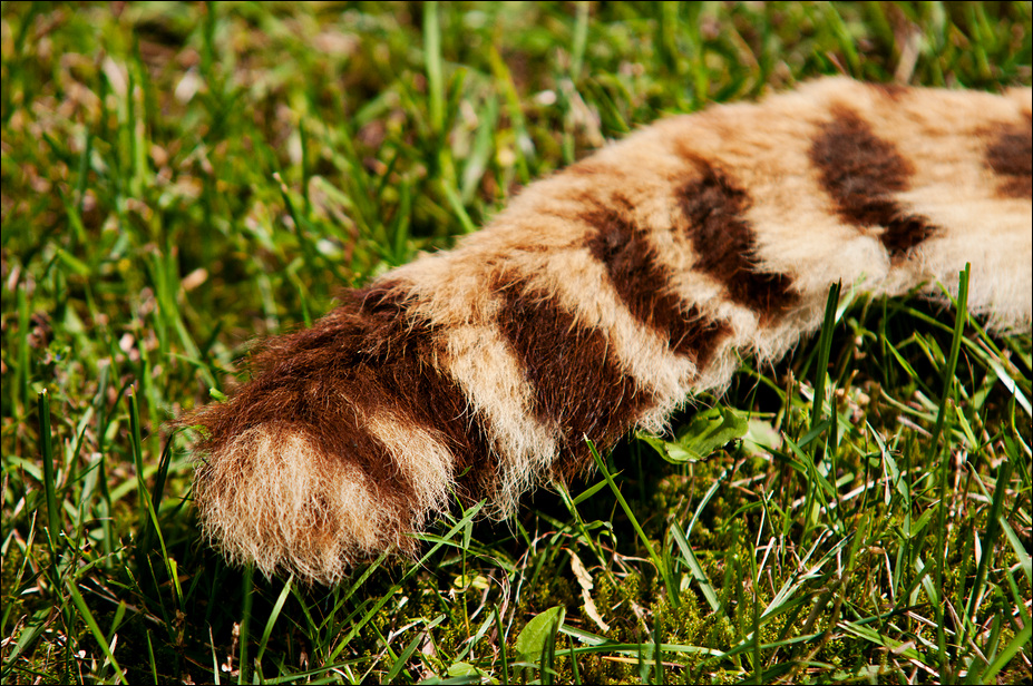 Cheetah closeup at Ströhen