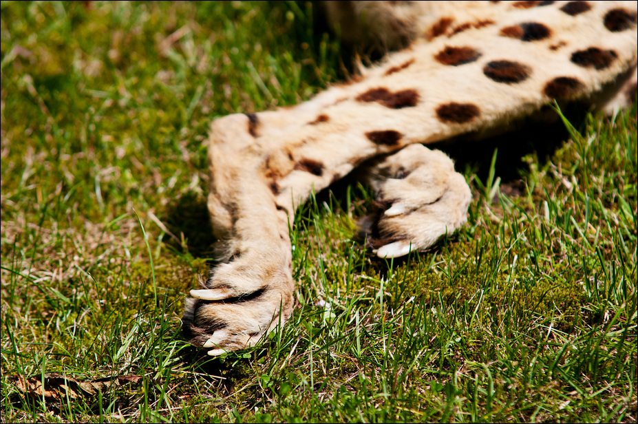 Cheetah closeup at Ströhen