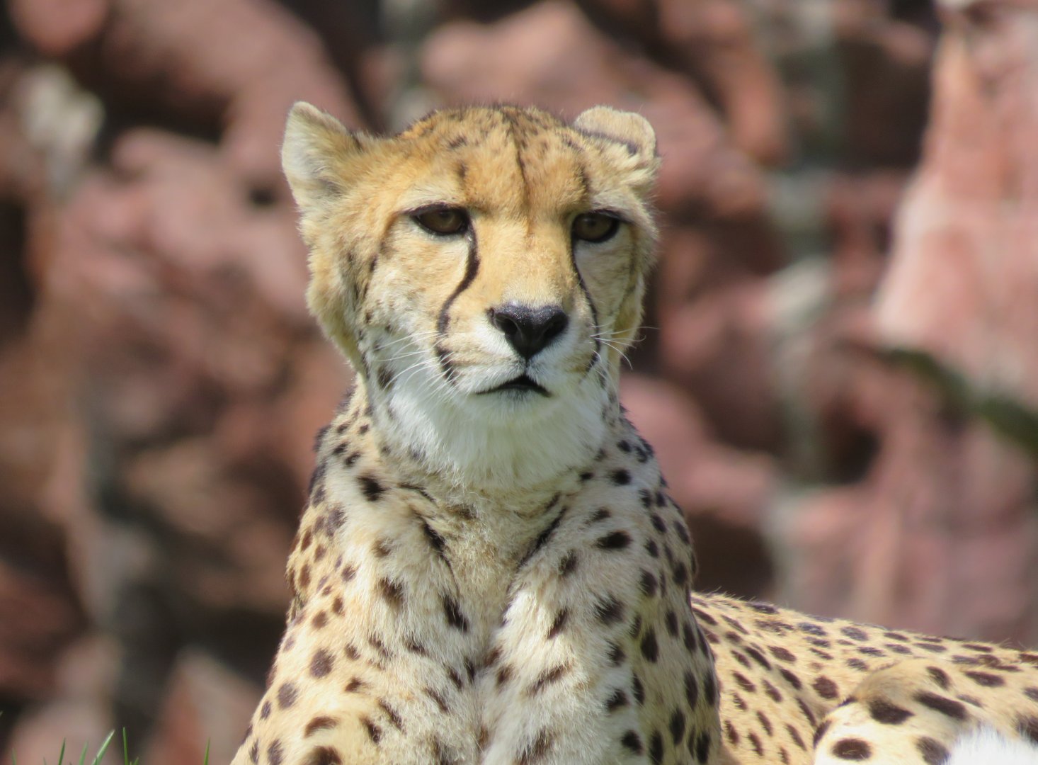 Cheetah closeup