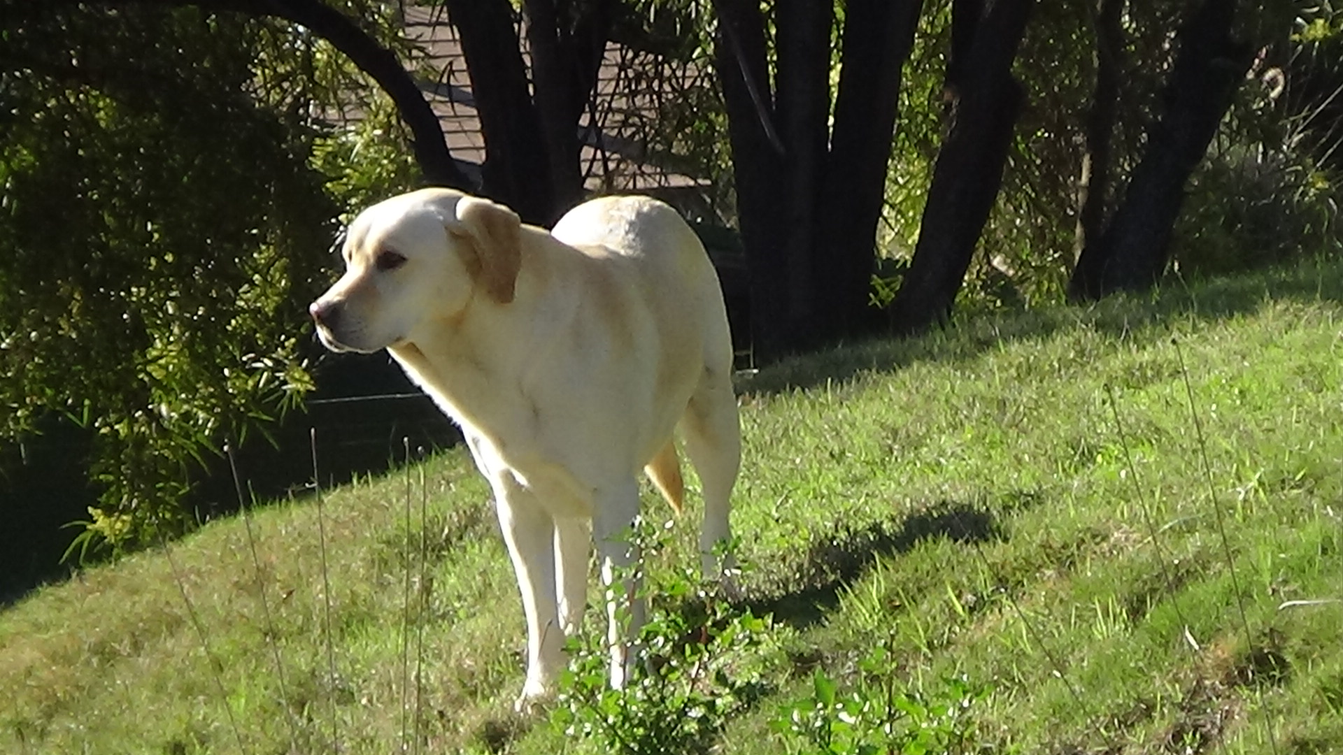 Cheetah companion dog