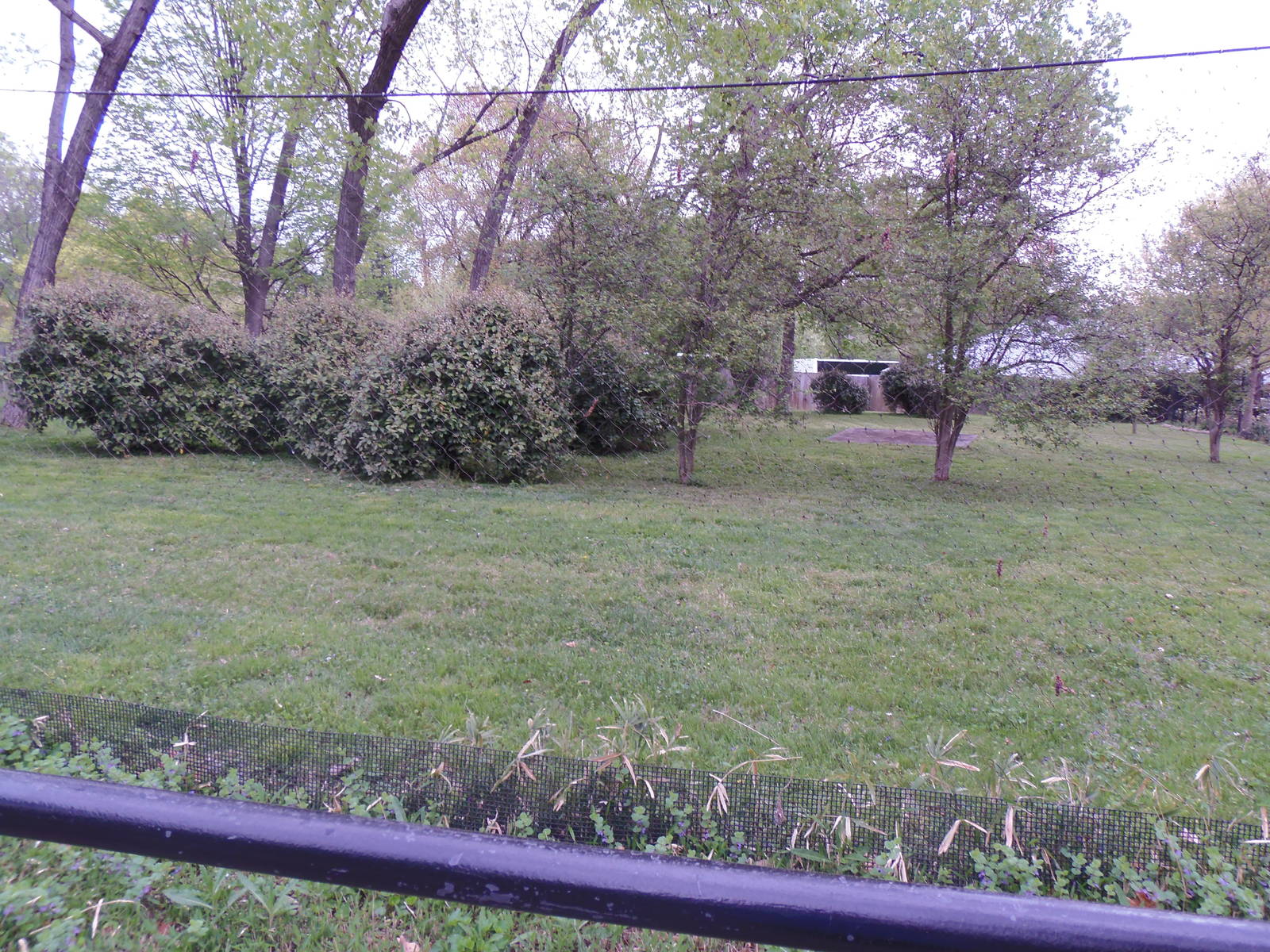 Cheetah Conservation Center- Dama Wallaby Exhibit