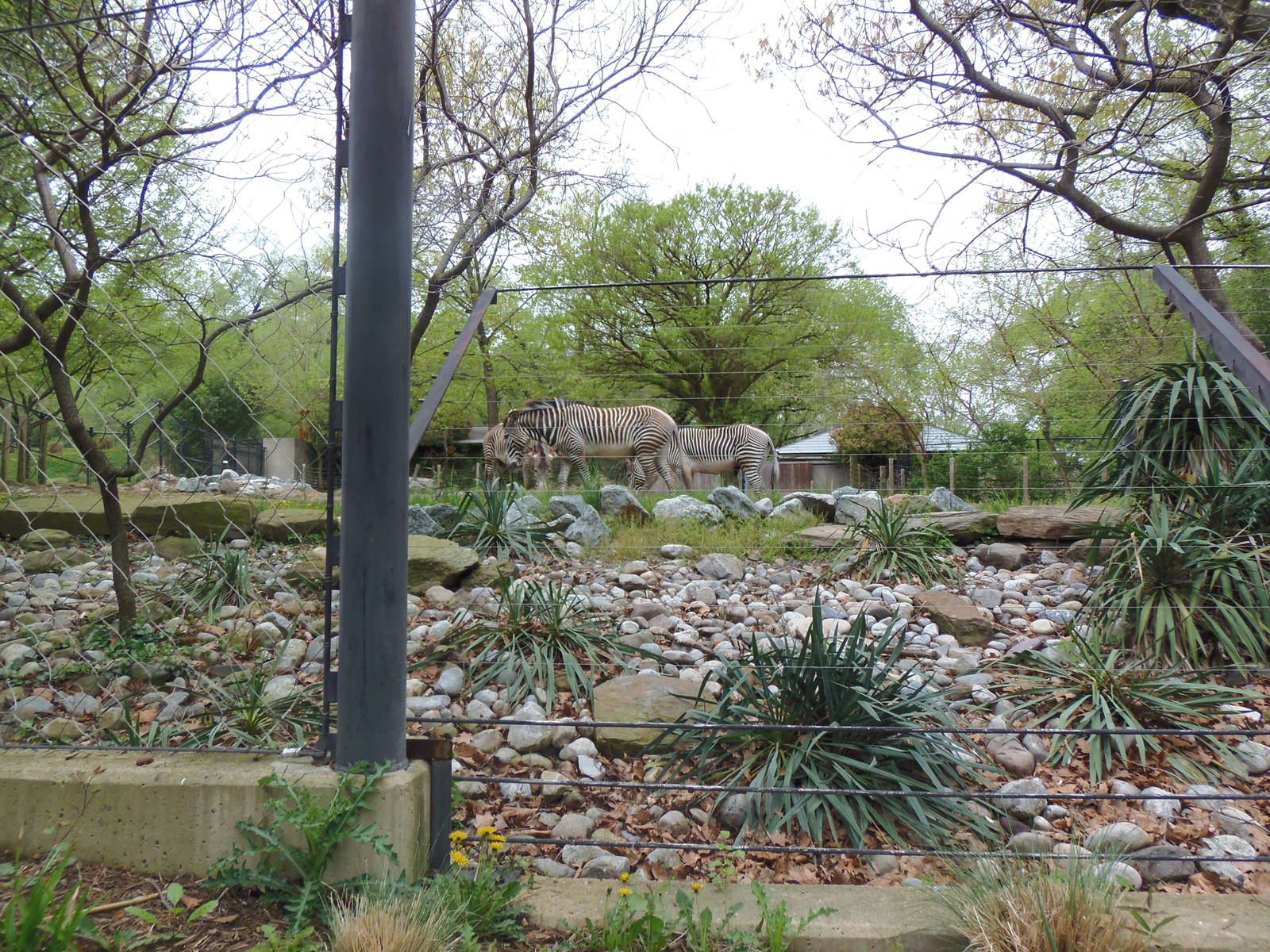 Cheetah Conservation Center- Grevy's Zebra Exhibit