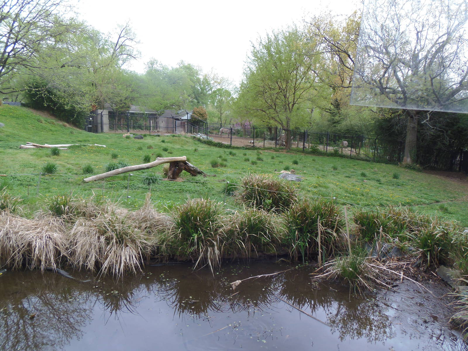 Cheetah Conservation Center- Main Cheetah Yard